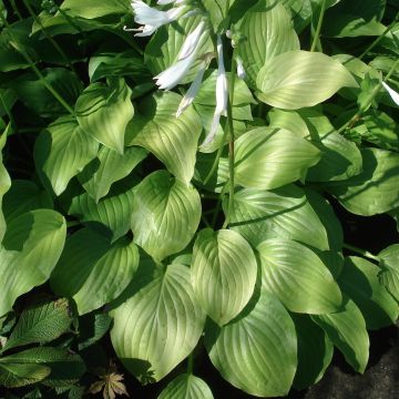 Hosta Royal Standard - Garten-Funkie