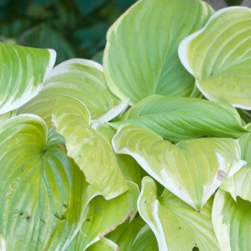 Hosta Saint Elmo's Fire - Garten-Funkie