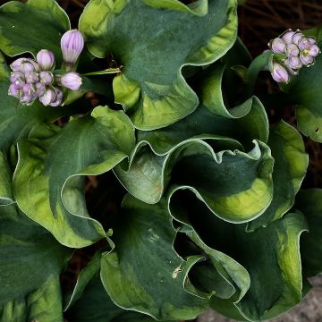 Hosta School Mouse - Garten-Funkie