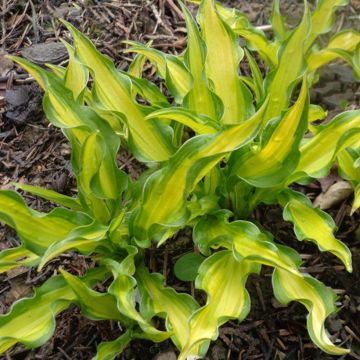 Hosta Sizzle - Garten-Funkie