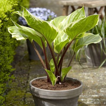 Hosta Sorbet - Garten-Funkie