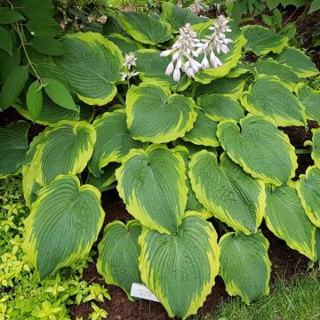 Hosta Spartacus - Garten-Funkie