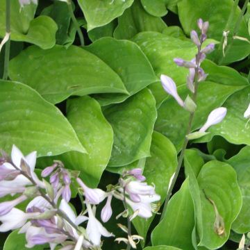 Hosta Special Gift - Garten-Funkie