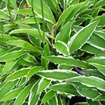 Hosta Stiletto