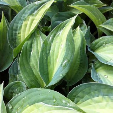 Hosta Striptease - Garten-Funkie