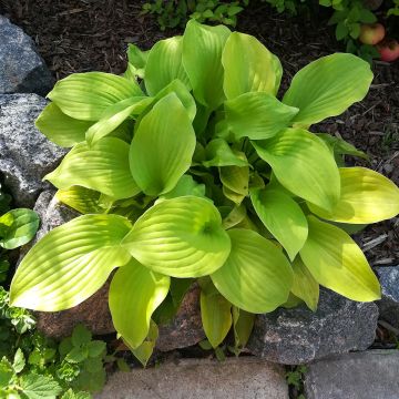 Hosta Sun Mouse - Garten-Funkie