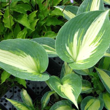 Hosta Touch Of Class - Garten-Funkie