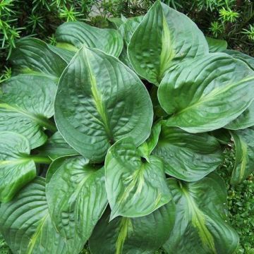 Hosta Victor - Garten-Funkie