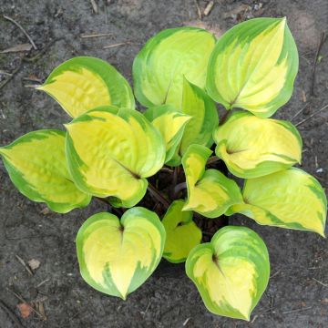 Hosta Volcano Island - Garten-Funkie