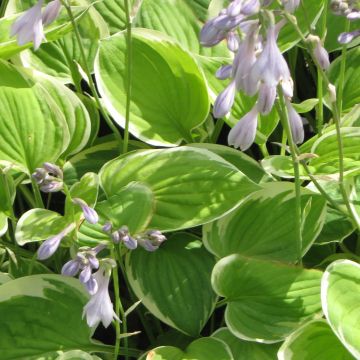 Hosta Warwick Edge - Garten-Funkie