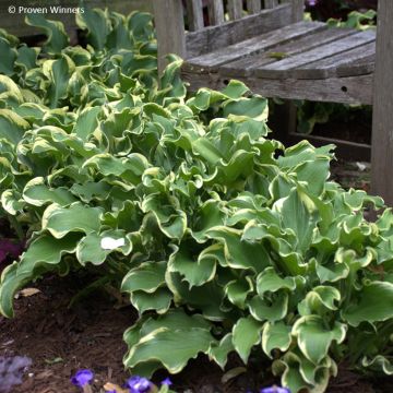 Hosta Wheee! - Garten-Funkie