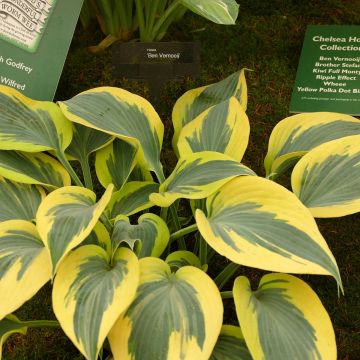 Hosta Yellow Polka Dot Bikini - Garten-Funkie