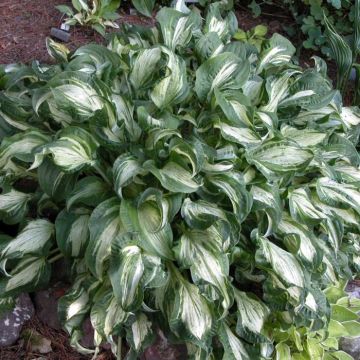 Hosta fortunei Allegan Fog - Garten-Funkie