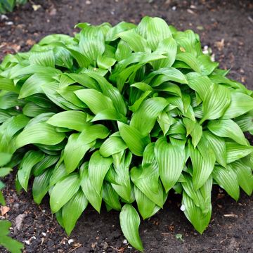 Hosta clausa var. normalis - Korea-Funkie