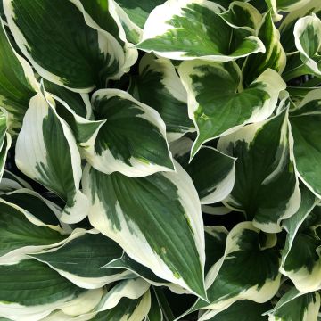 Hosta fortunei Patriot - Garten-Funkie