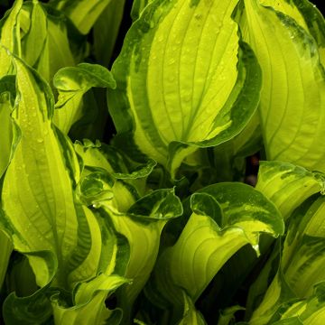 Hosta fortunei albopicta - Garten-Funkie