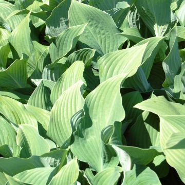 Hosta fortunei hyacinthina - Garten-Funkie