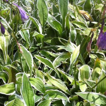 Hosta Krossa Cream Edge 