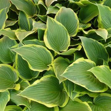 Hosta montana Yellow River - Garten-Funkie