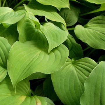 Hosta nakaiana - Garten-Funkie