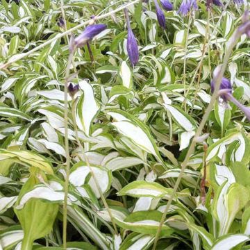 Hosta sieboldii Silver Kabitan - Garten-Funkie