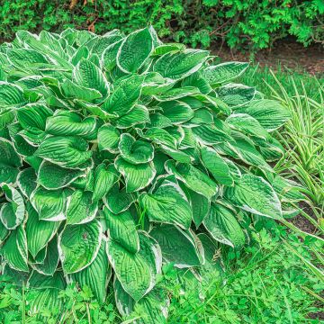 Hosta sieboldii var. alba - Garten-Funkie