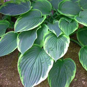 Hosta tardiana El Niño - Garten-Funkie