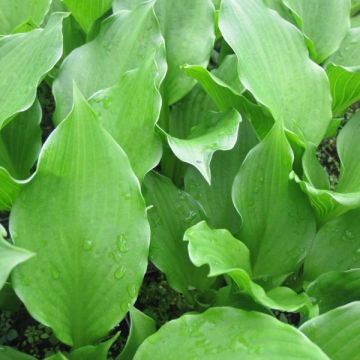 Hosta undulata Erromena - Garten-Funkie