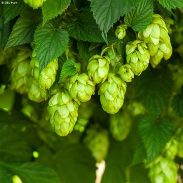 Humulus lupulus HOPS - Hopfen