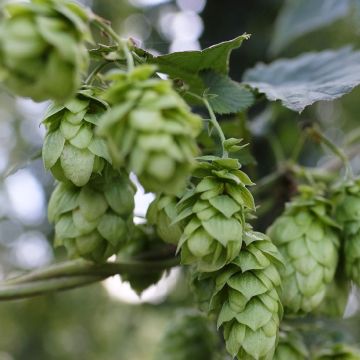 Humulus lupulus Hallertauer Tradition - Hopfen