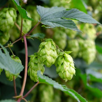 Humulus lupulus Pure - Hopfen