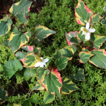 Houttuynia cordata Chameleon - Eidechsenschwanz