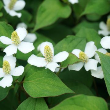 Houttuynia cordata - Coriandre des bois