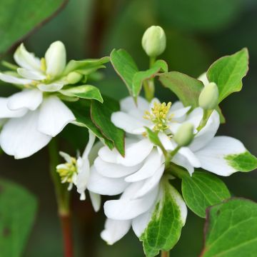 Houttuynia cordata Flore Pleno - Eidechsenschwanz