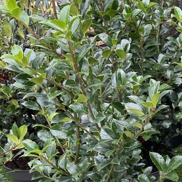 Stechpalme Heckenpracht - Ilex meserveae