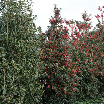 Stechpalme Magical Amoro Rosso - Ilex meserveae