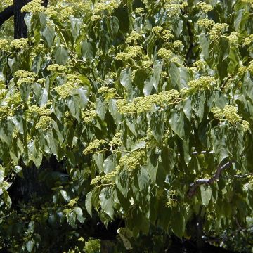 Japanischer Rosinenbaum - Hovenia dulcis