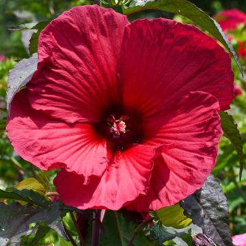 Hibiscus moscheutos Red - Sumpfeibisch