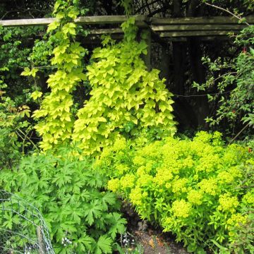 Humulus lupulus Aureus - Hopfen