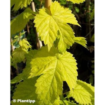 Humulus lupulus Golden Tassels - Hopfen