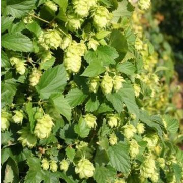 Humulus lupulus Nordbrau - Hopfen