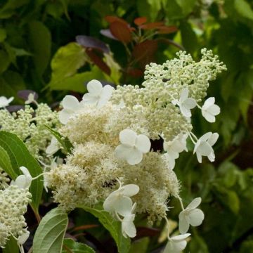 Hydrangea paniculata Kyushu - Hortensia paniculé