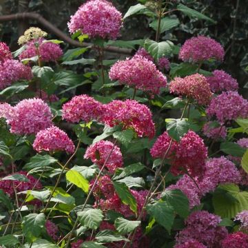 Schneeballhortensie Bella Anna - Hydrangea arborescens