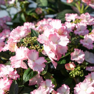 Hydrangea macrophylla Bloombuster Rosa - Bauernhortensie