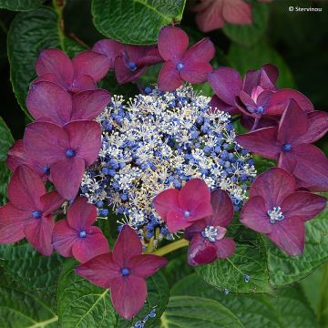 Hydrangea macrophylla Buchfink - Bauernhortensie