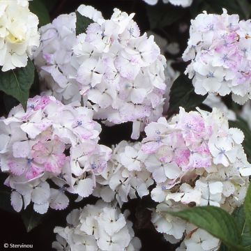 Hydrangea serrata Impératrice Eugénie - Tellerhortensie