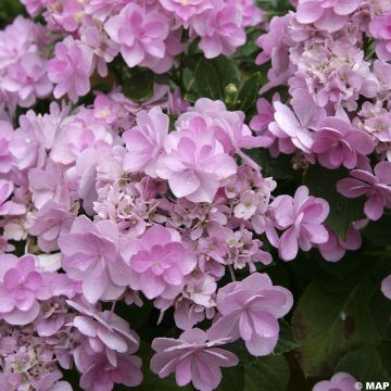 Hydrangea macrophylla You and Me Forever - Bauernhortensie