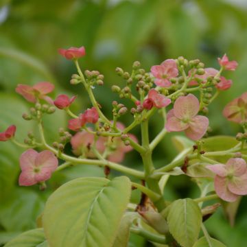 Hydrangea anomala sp glabra Crug Coral - Kletter-Hortensie