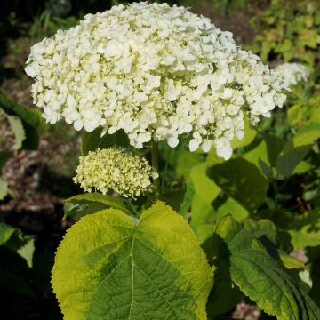 Ballhortensie Golden Annabelle - Hydrangea arborescens