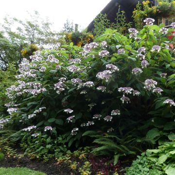 Hydrangea aspera Anthony Bullivant - Samthortensie